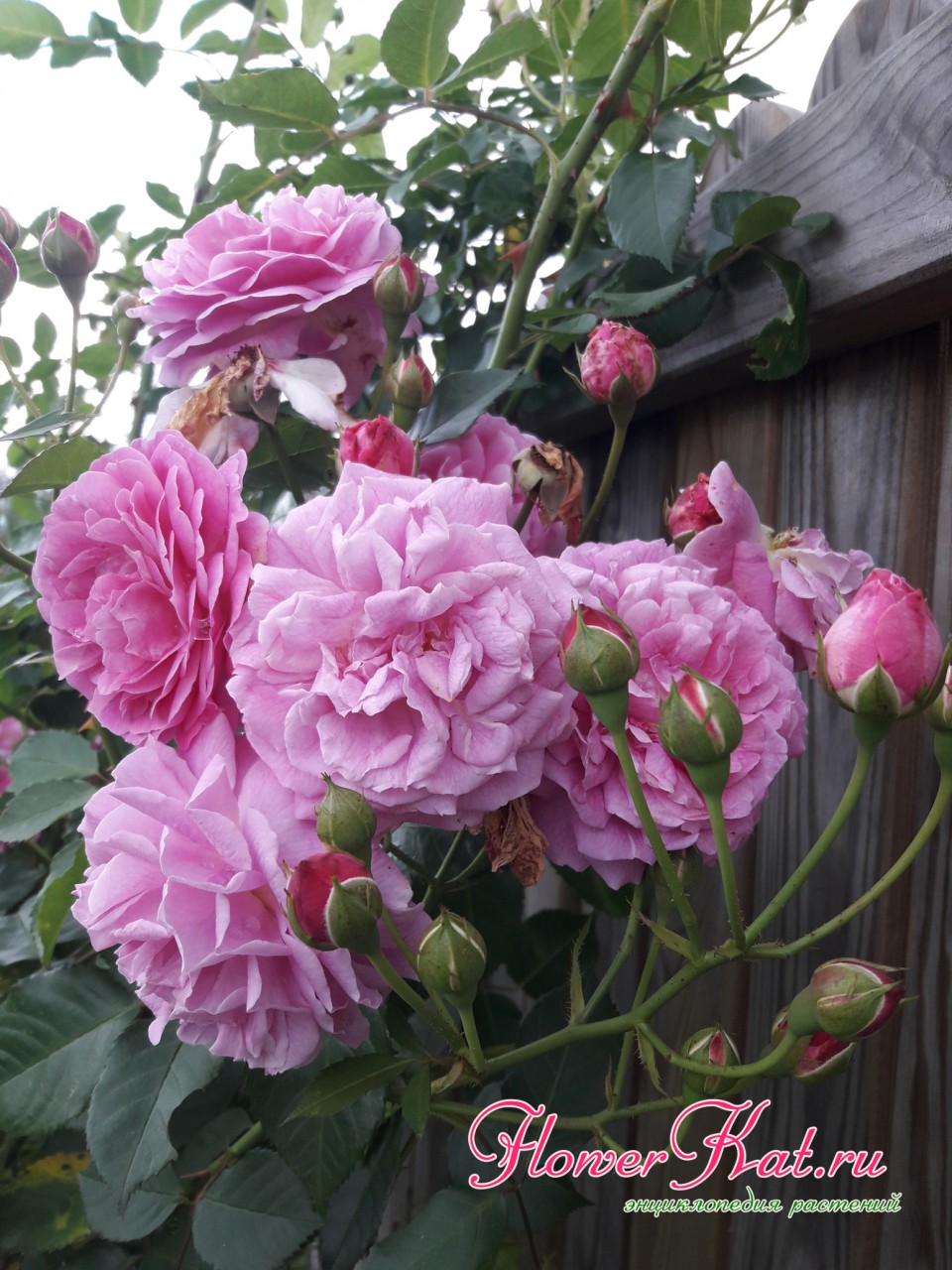 Обильное цветение розы Лавендер Лесси