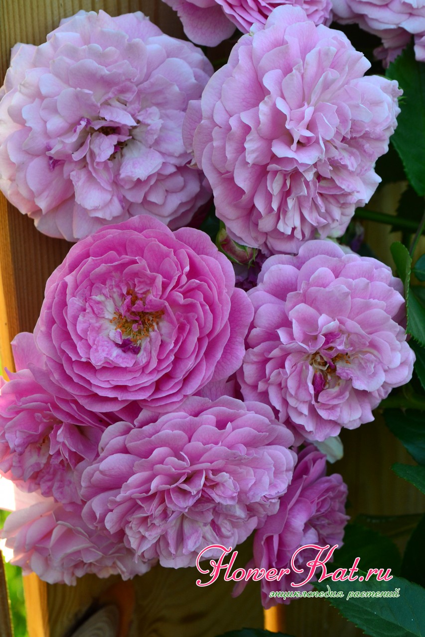 Фотография цветущей розы Лавендер Лесси