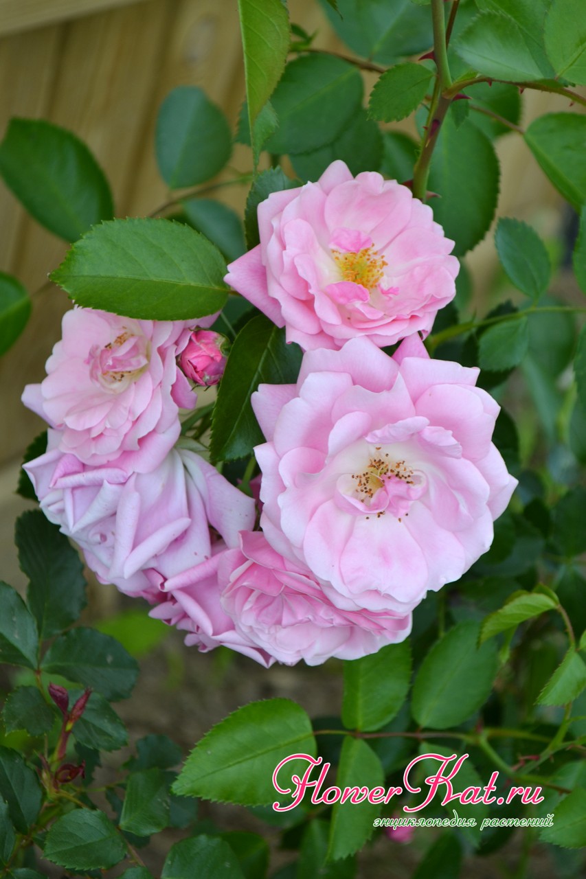 Фотография первых цветов розы Лавендер Лесси