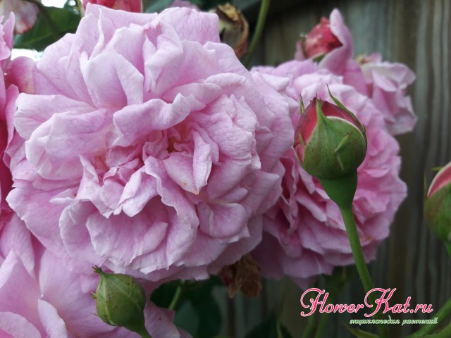 Взрослые цветы розы Lavender Lessie