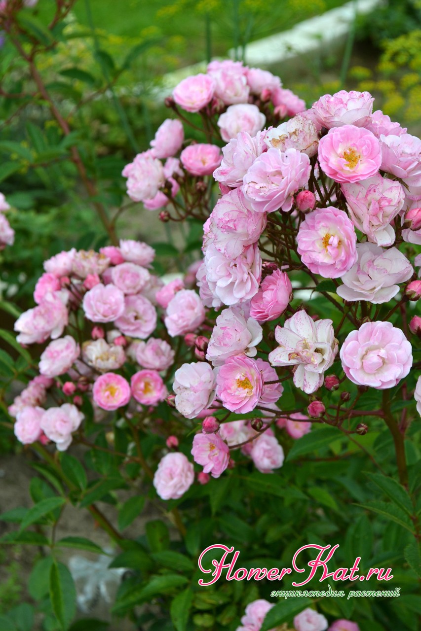 Роза Хевенли Пинк / Heavenly Pink - описание сорта - Энциклопедия - Всё о цветах для Вашего сада