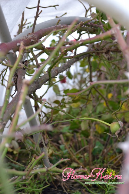 Фото розы под укрытием из спанбонда по дугам