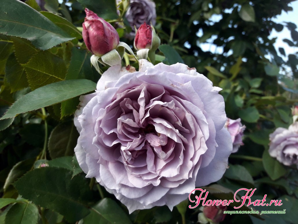 Фото цветения розы Novalis осенью 
