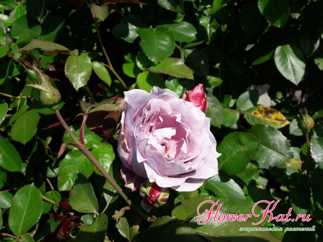 Фотография цветения розы Новалис / Novalis в конце лета