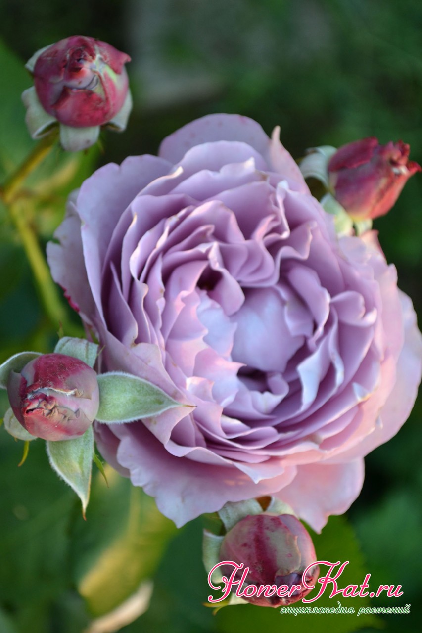 Роза Новалис / Novalis фото одного соцветия