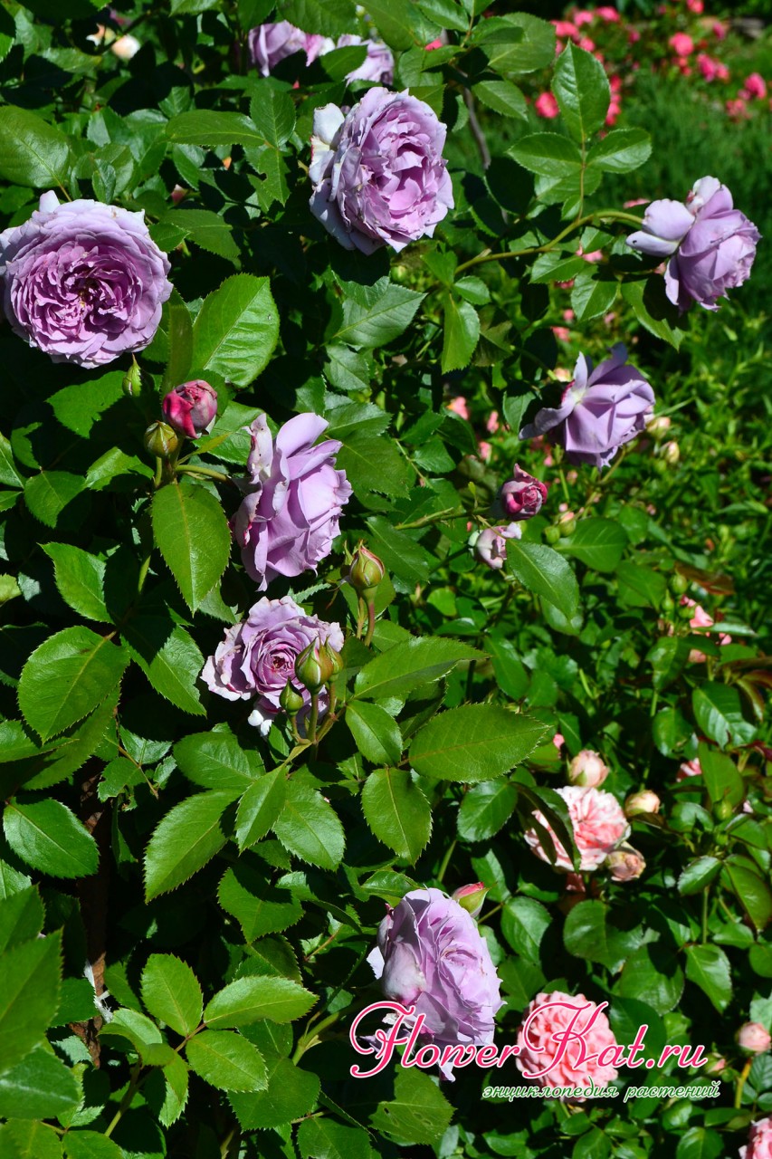 Зеленая листва куста розы Новали сохраняется в течение всего сезона