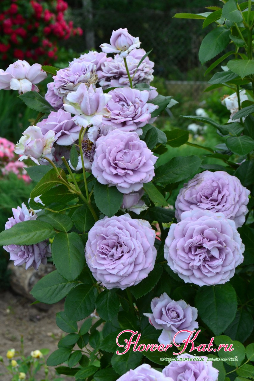 Активная волна цветения розы Новалис - фото