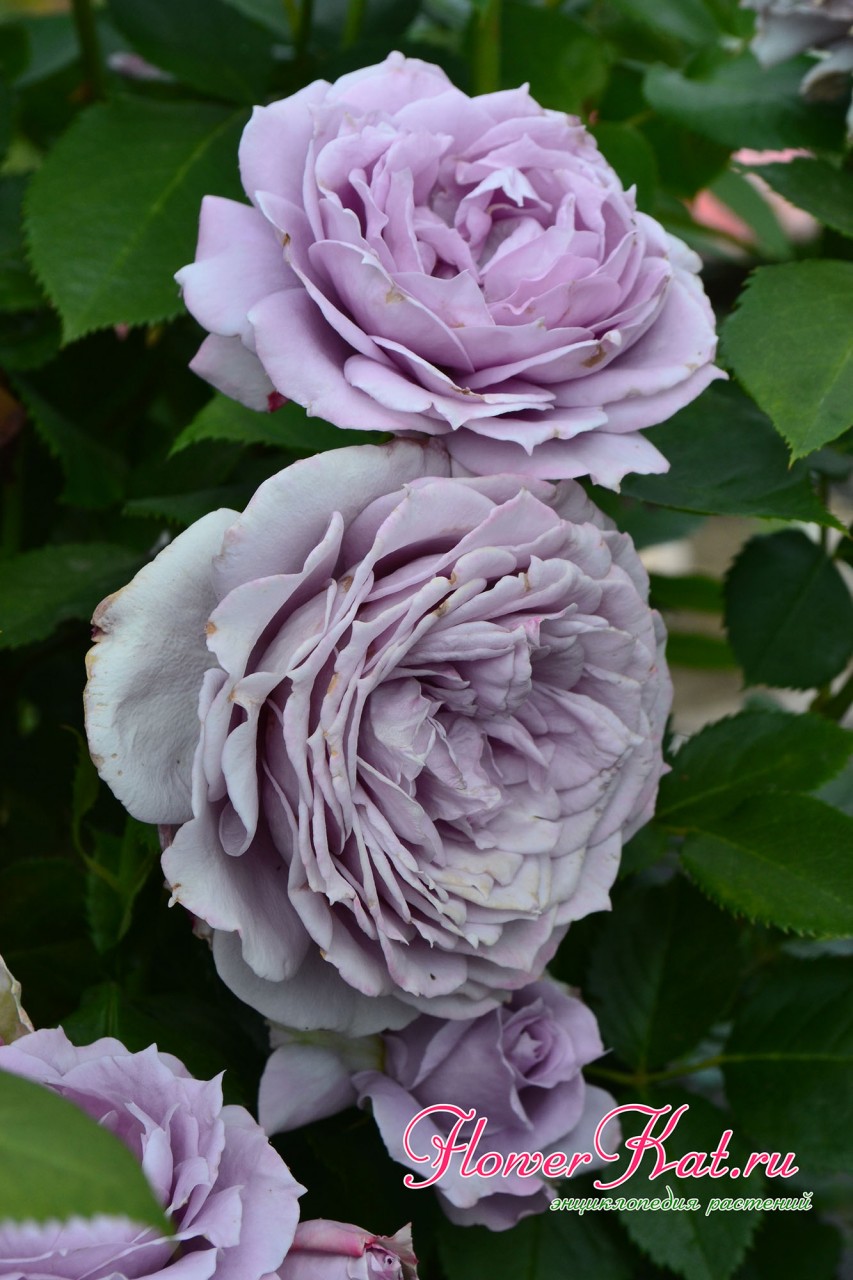 Фото розы Novalis - окончание цветения