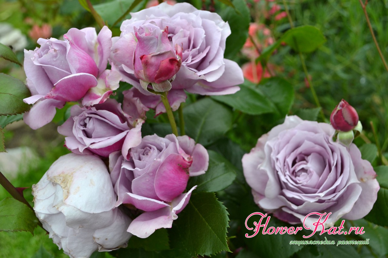 У розы Новалис молодые лепестки окрашены в розовые тона