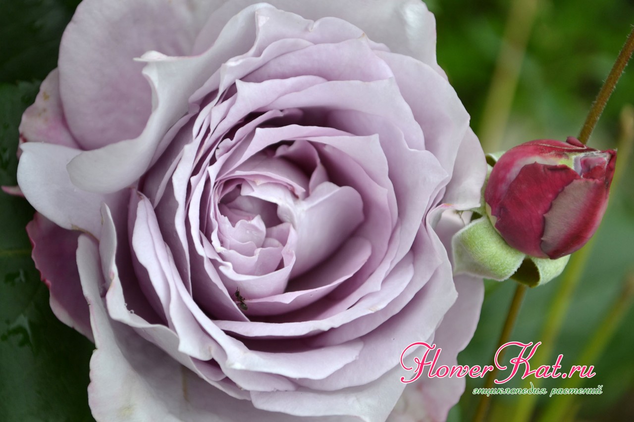 Фото розы Новалис крупным планом