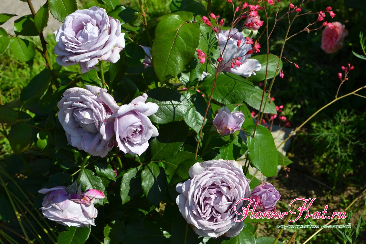 Роза Новалис  Novalis - пик цветения