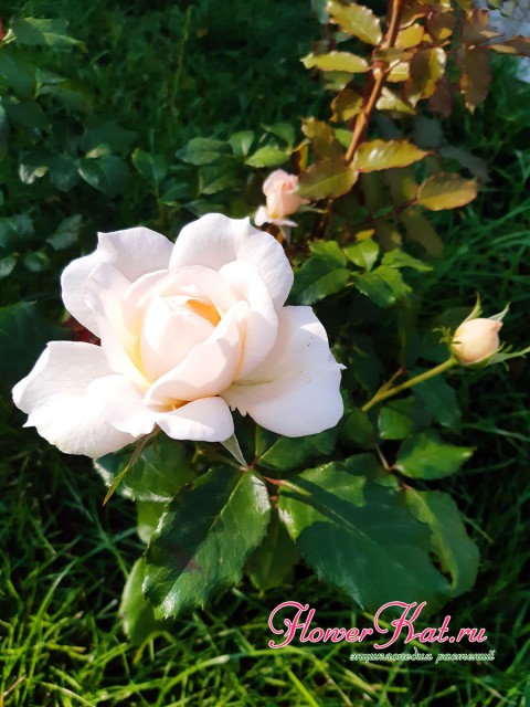 Фото розы Анна де Киев из питомника Русский Огород