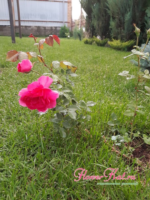 Фото розы к отзыву о питомнике Русский Огород