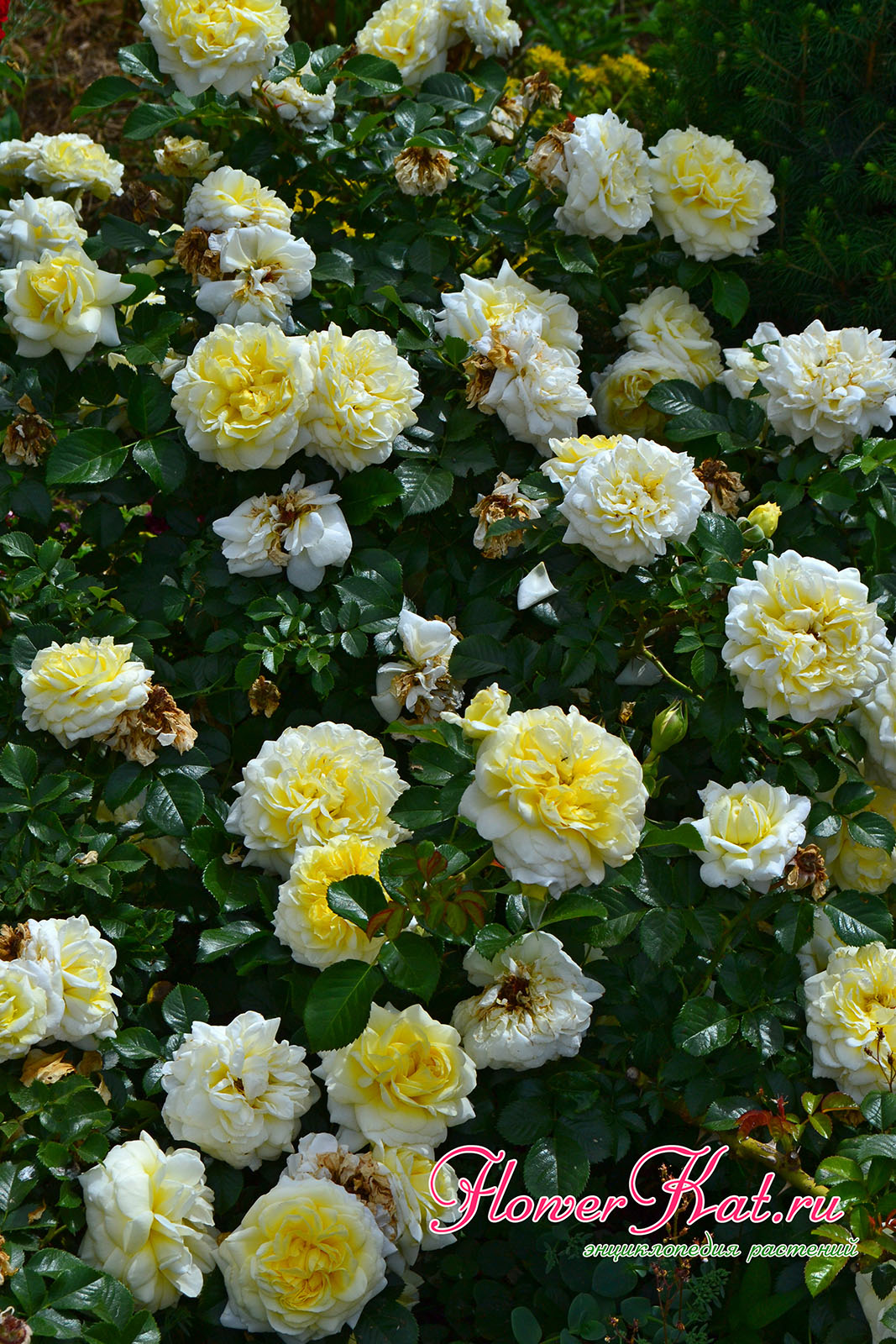 Фото розы Надя Мейдиланд в полном цвету