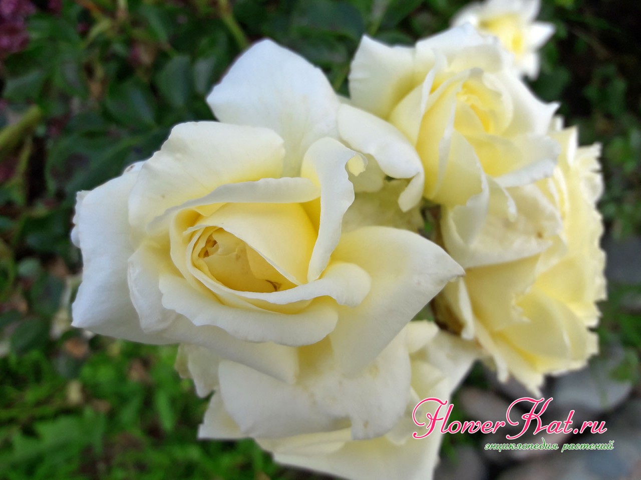 Фото осенних цветов розы Надя Мейяндекор