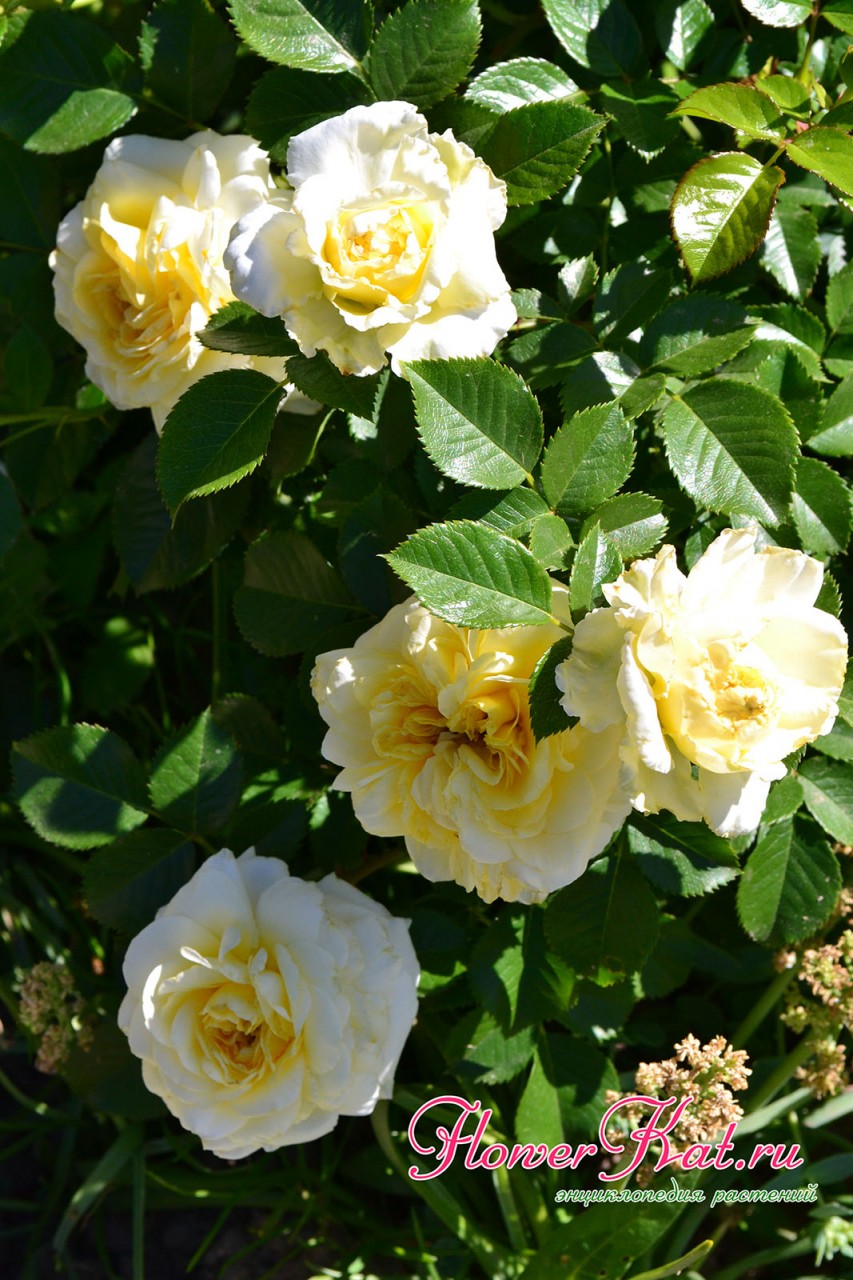 Фото цветущей ветки розы Надя Мейяндекор