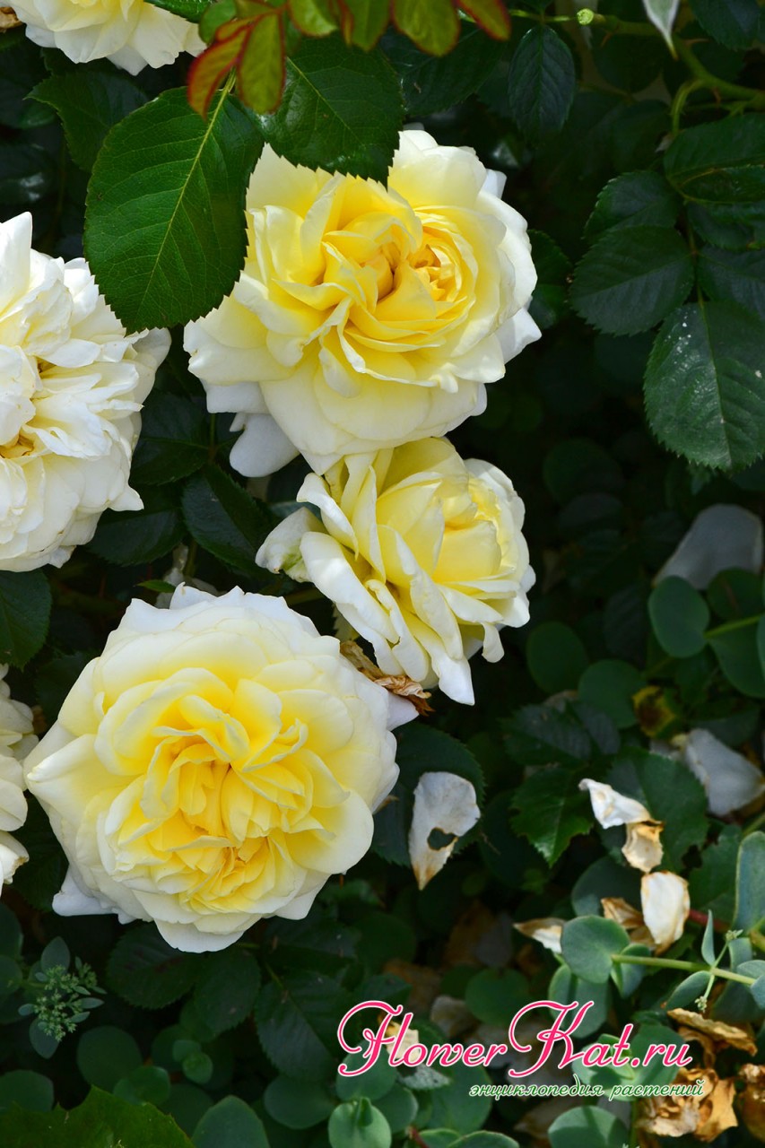 Фото цветения розы Надя Мейяндекор (Nadia Meillandecor)