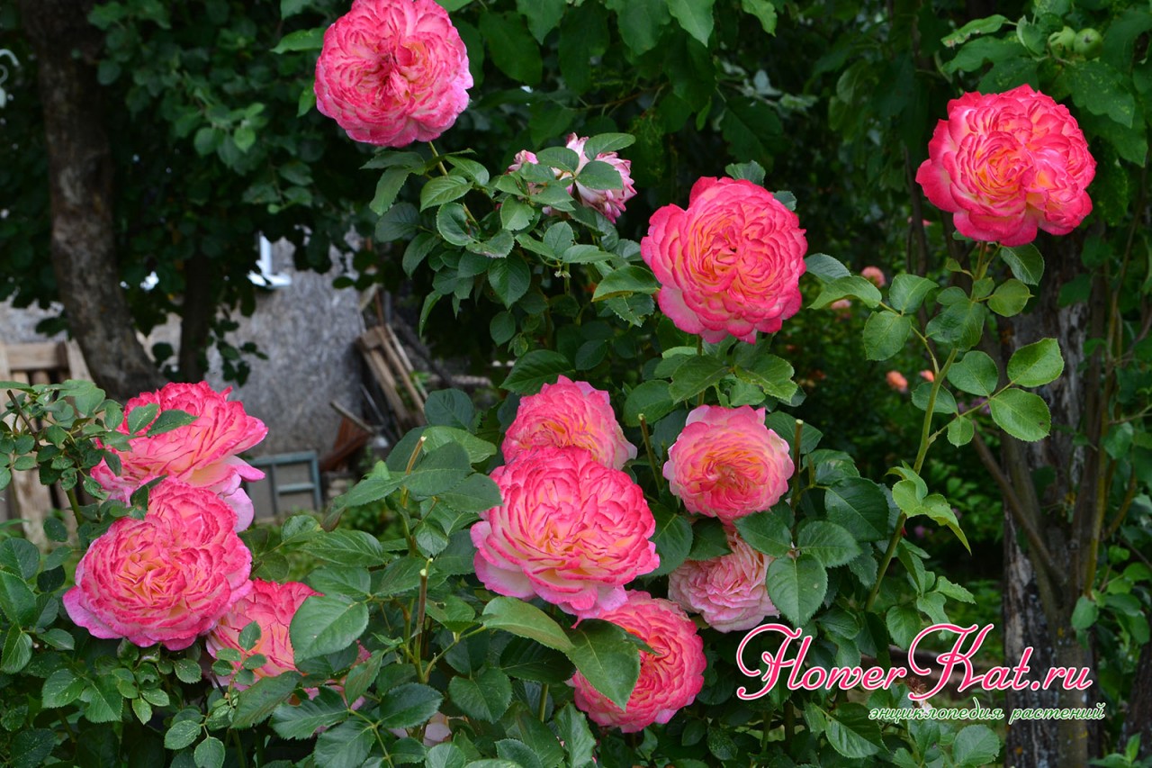 Фото розы Юбилей Кордеса - цветение на концах побегов