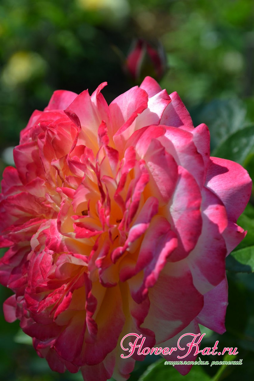 Роза хамелеон Юбилей Кордеса - фото к описанию сорта