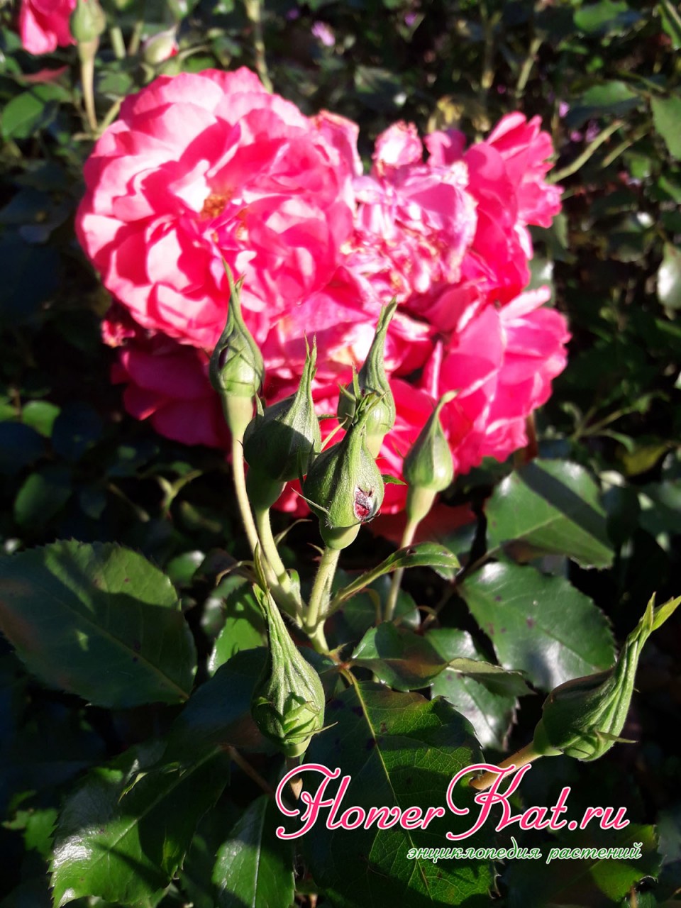 Второе цветение розы Розариум Ютерсен - фотография
