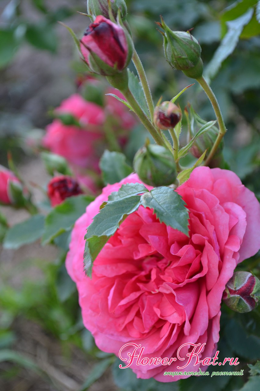Фото сочетания листвы и цветов розы Розариум Ютерсен