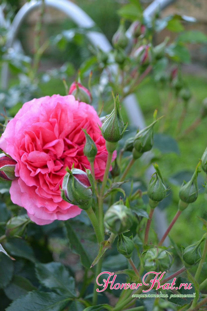 Фото первых цветов розы Rosarium Uetersen
