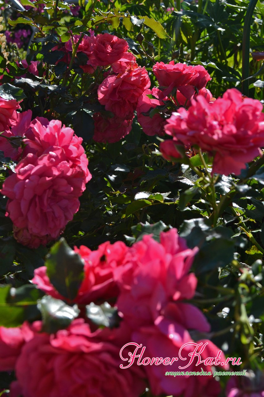 Фотография первого цветения розы Rosarium Uetersen