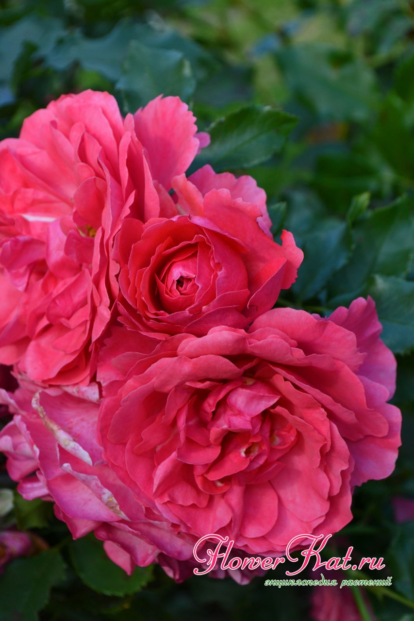 Фотография соцветия розы Розариум Ютерсен / Rosarium Uetersen - 