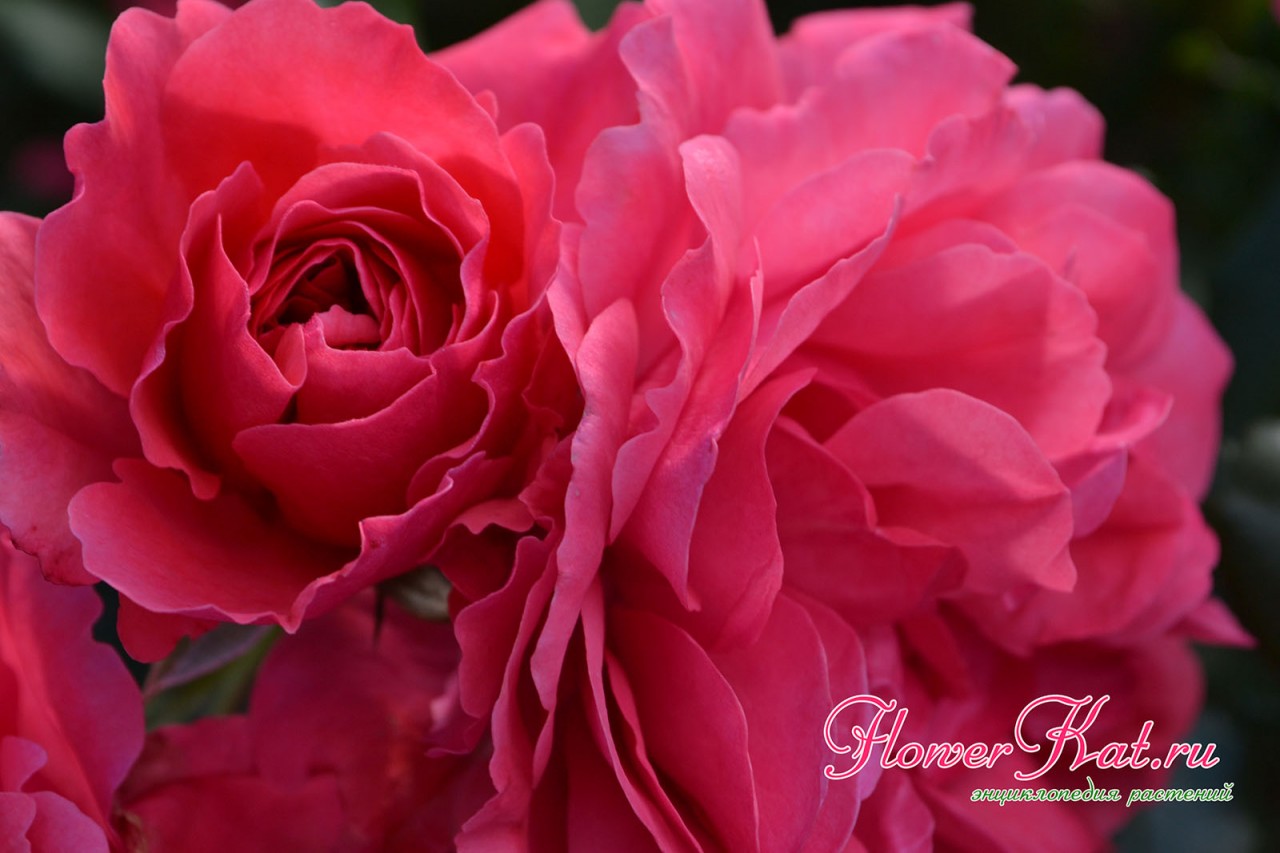 Игра оттенков цветов на лепестках розы Розариум Ютерсен