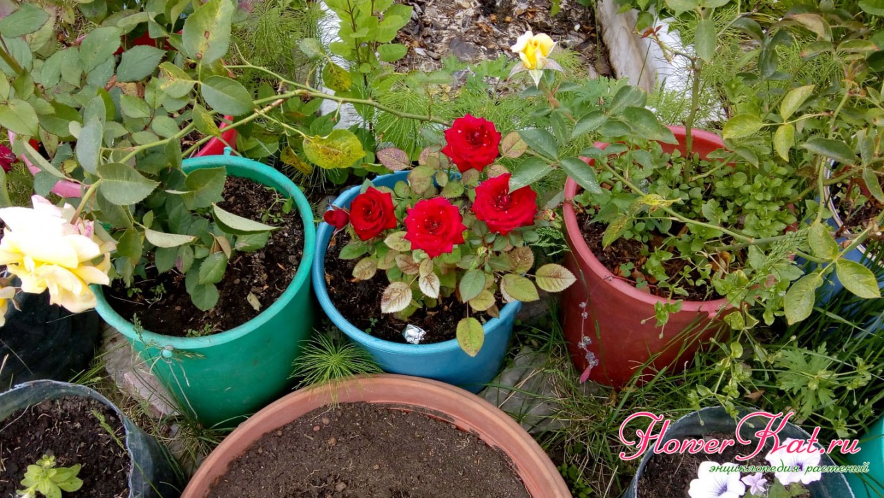 Можно ли выращивать чайно гибридные розы в горшках?