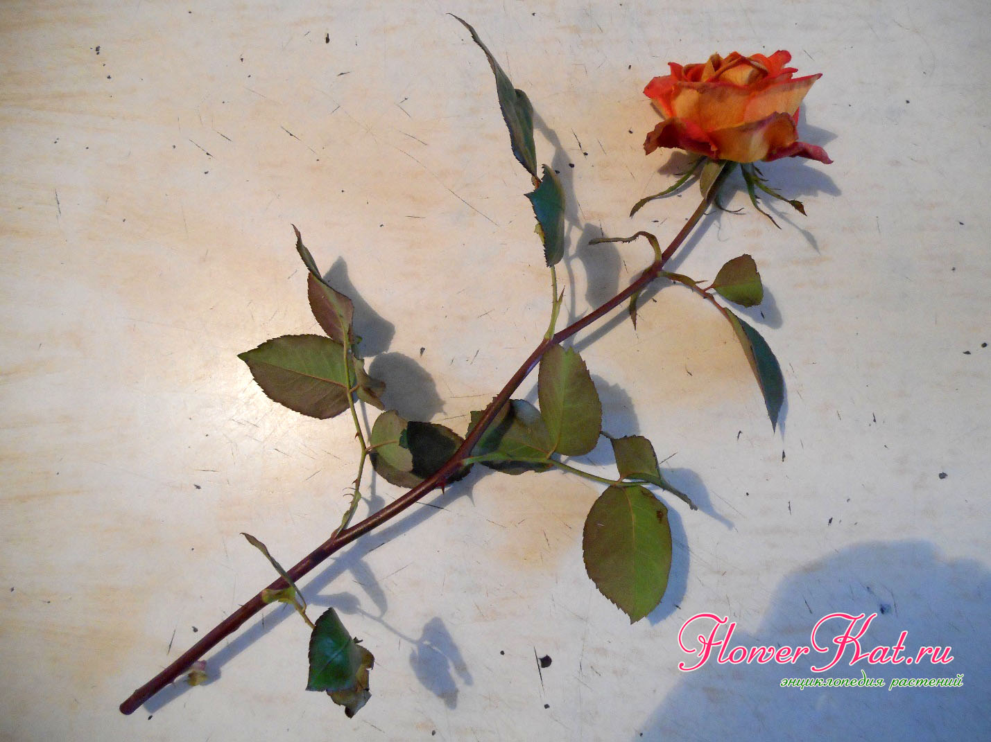 Букет роз на столе дома (75 фото)