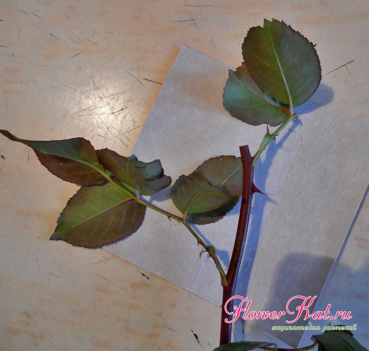 Фото - укорачиваем верхний лист у черенка розы, которую собираемся укоренять