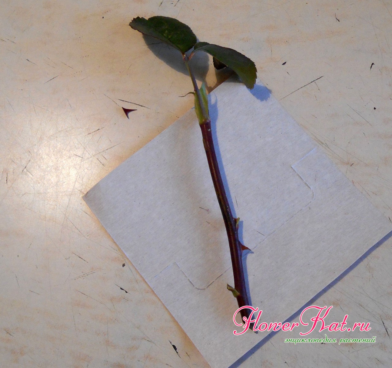 Фото процесса подготовки черенка розы из букета к укоренению - косой срез в нижней части