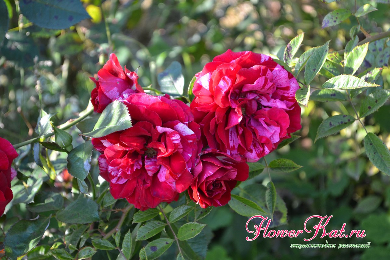 Черная пятнистость на розах  - это растение уже нуждается в лечении - фотография куста розы