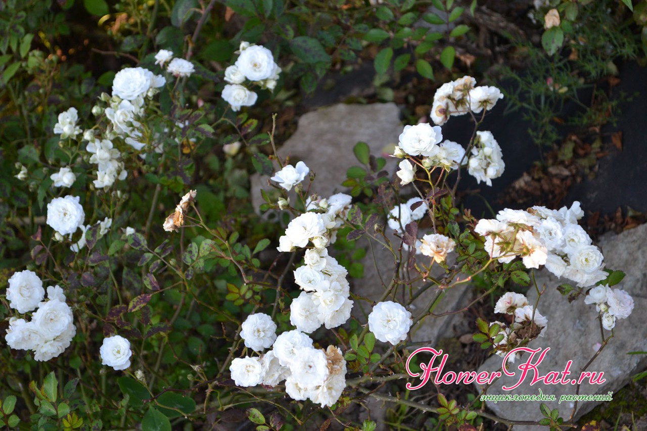 Фотография черной пятнистости на кусте розы