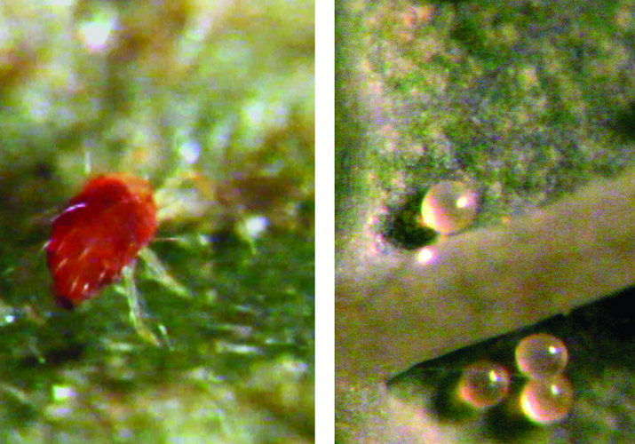 Фотография макро самки паутинного клеща и яиц из которых скоро появится новые особи