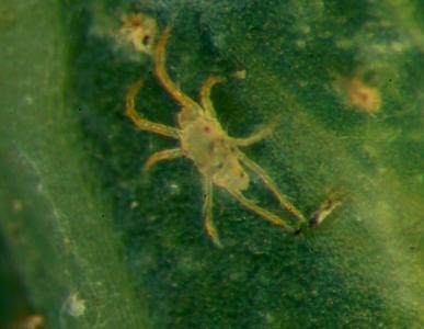 Фото самца зеленого паутинного клеща