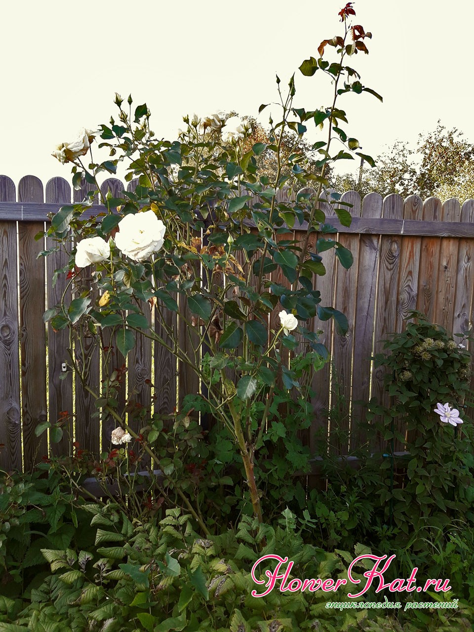 Фотография нижней части куста розы Шнеевальцер