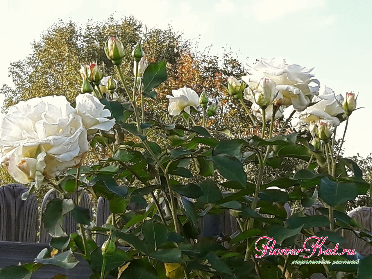 Фото верхней части куста розы Шнеевальцер во вторую волну цветения