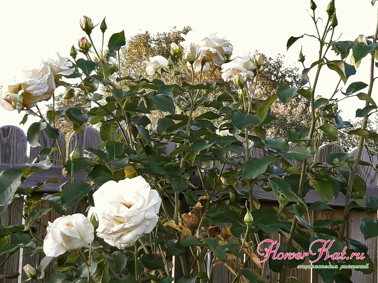 Фото второй волны цветения розы Шнеевальцер, изменяется оттенок цветов