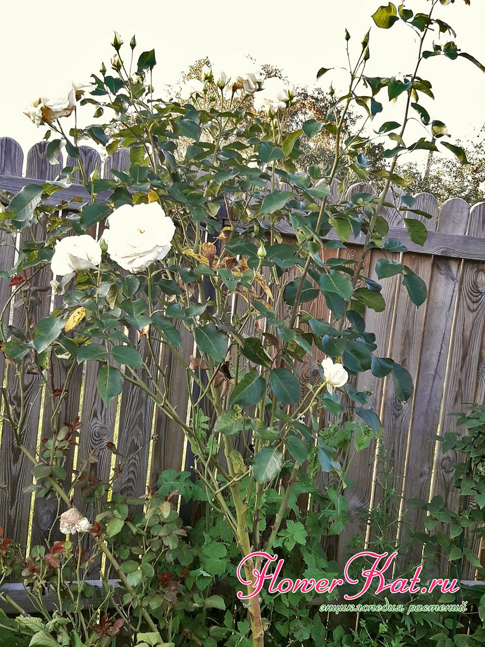 Фотография второй волны цветения розы Шнеевальцер