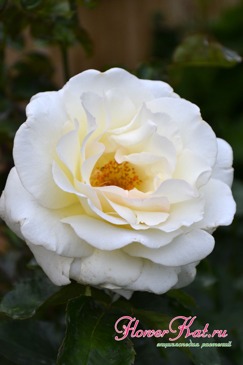 Фотография распустившегося цветка розы Шнеевальцер