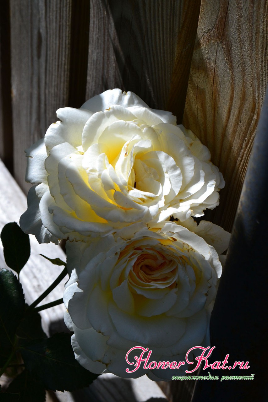Фотография не полностью раскрытых бутонов розы Шнеевальцер
