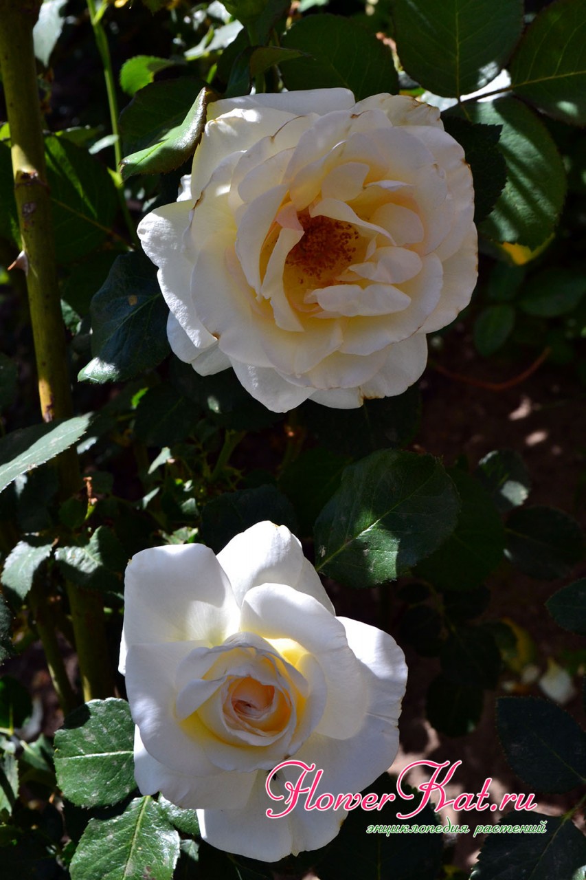 Фотография одиночных цветов на побегах розы Шнеевальцер