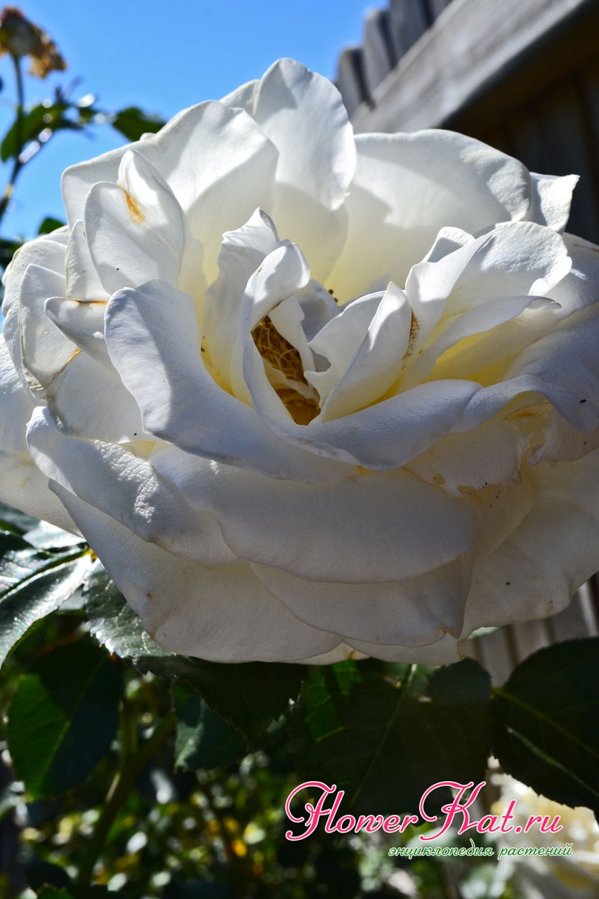 Фотография цветка розы Шнеевальцер крупным планом