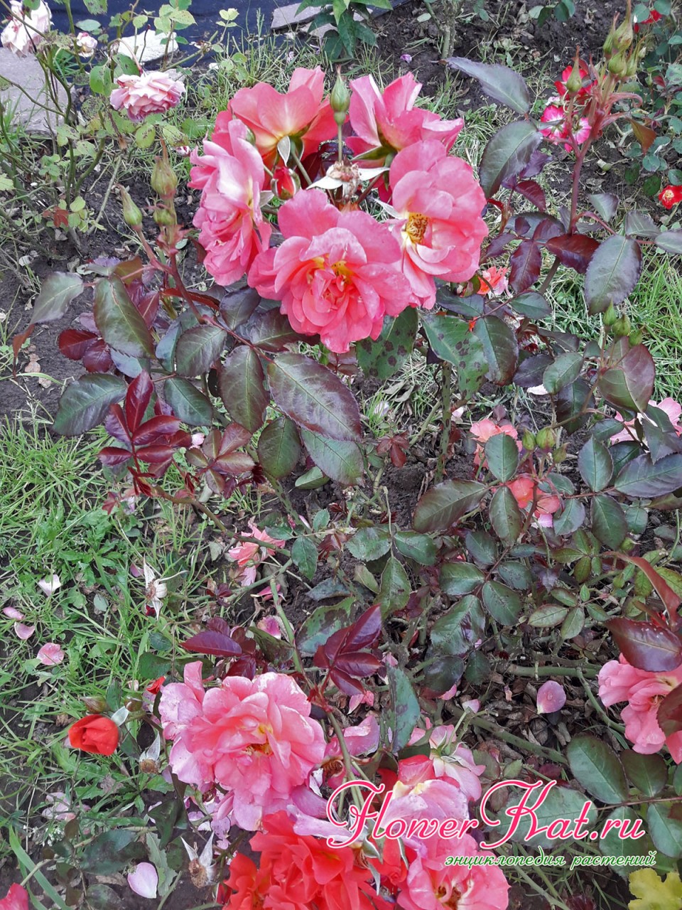 Цветущие розы с латиноамериканским колоритом