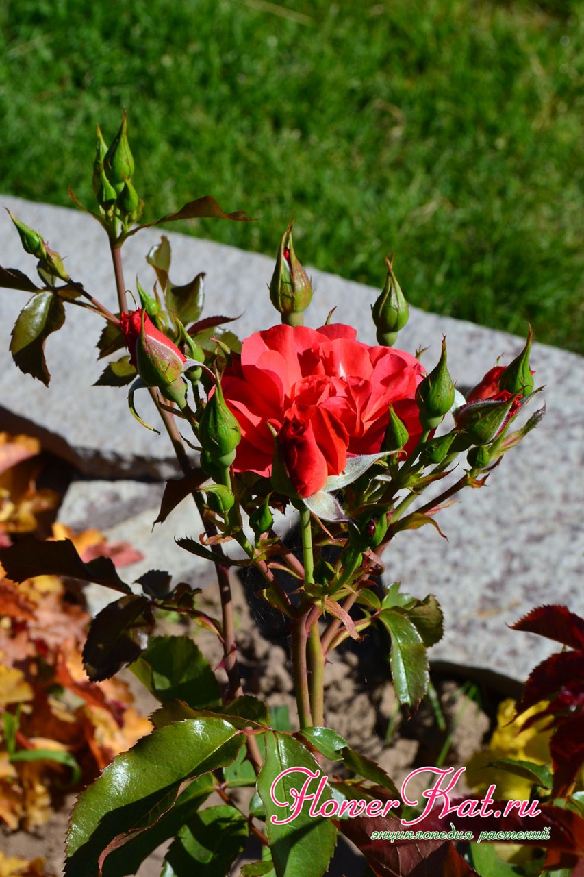 Фотография цветущего побега розы Синко де Майо с бутонами
