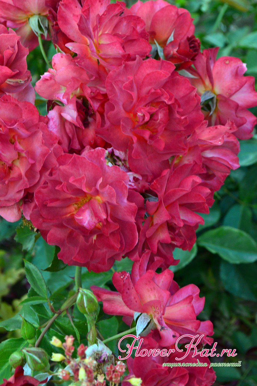 Фотография цветущей кисти розы Синко де Майо