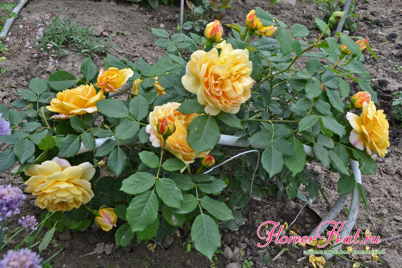 Фото к отзыву о питомнике Розы Нью Джерси - фото цветущего саженца  Голден Селебрейшн
