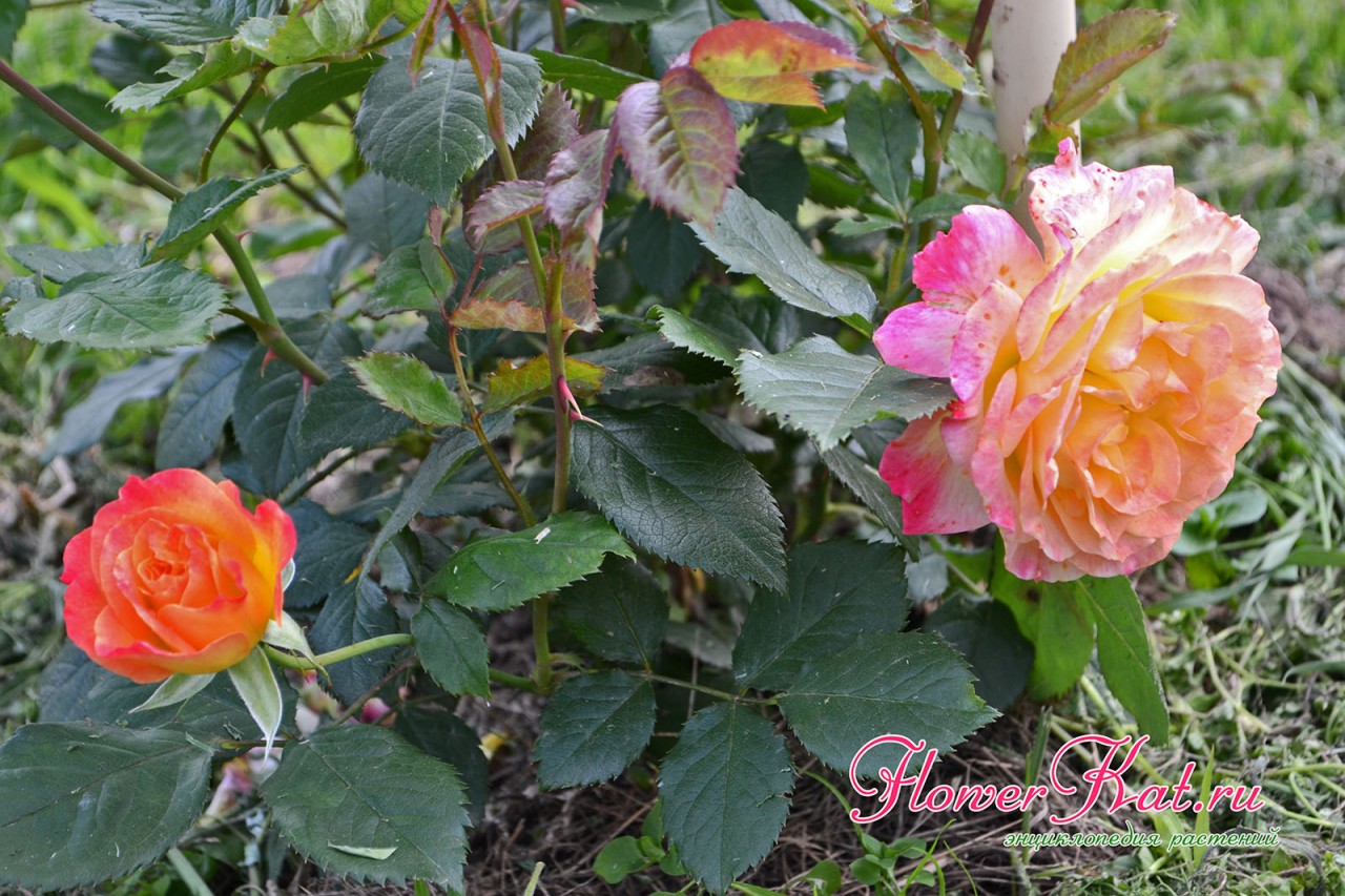 Фото розы гартеншпасс, купленной в питомнике  Розы Нью Джерси